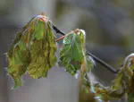Master thesis - Modelling frost and spring phenology effects on ecosystem CO2 uptake