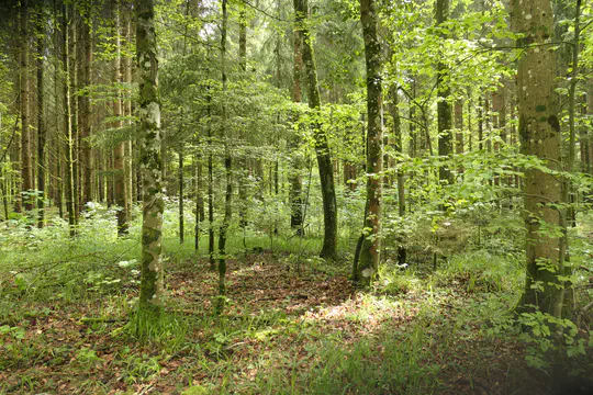 Understanding the growth-biomass links in mature forests