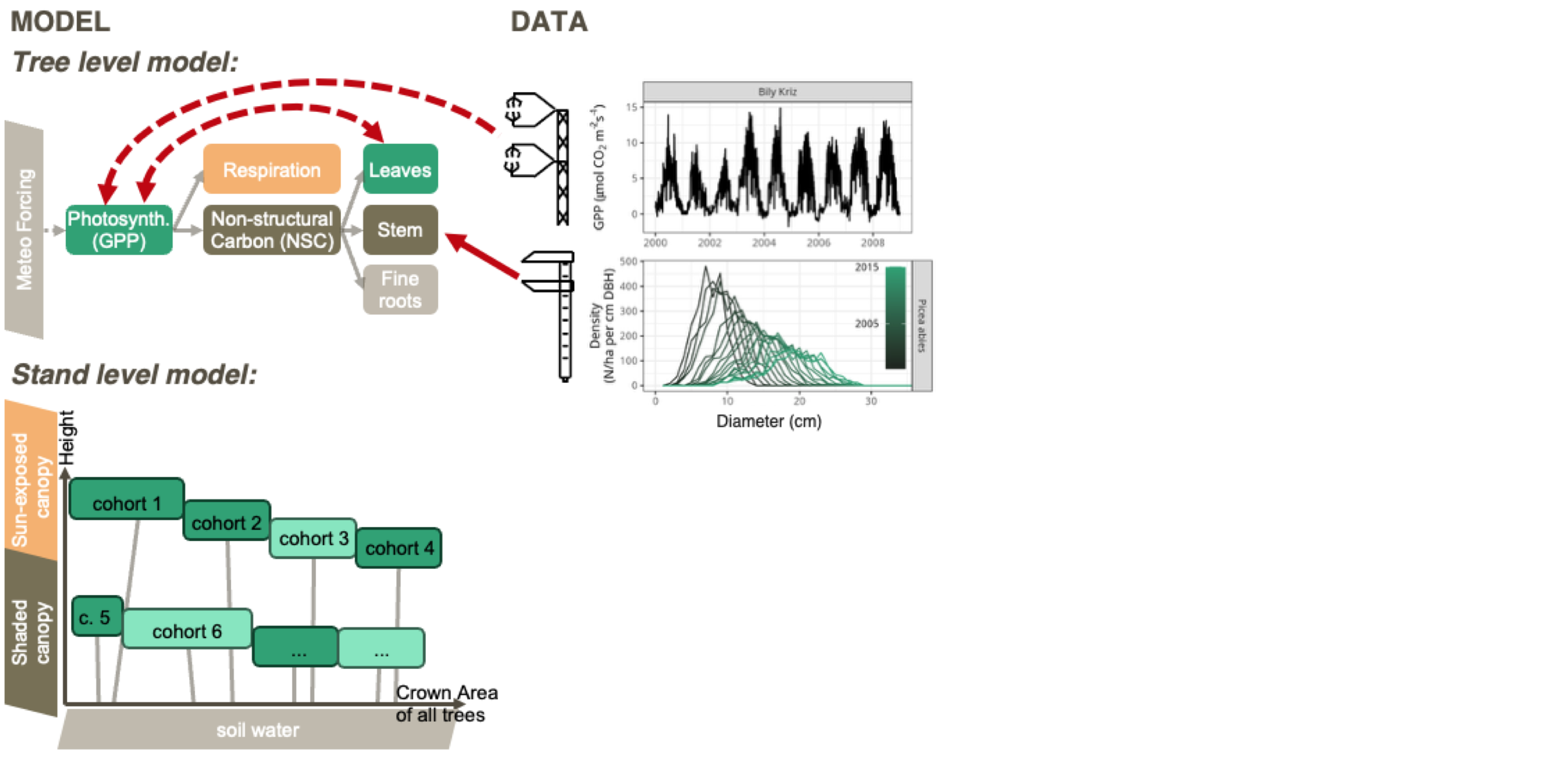 Understanding Forest Dynamics | Geocomputation and Earth Observation