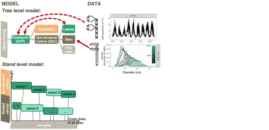 Understanding Forest Dynamics
