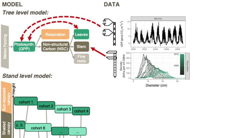 Understanding Forest Dynamics
